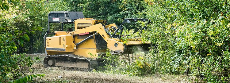 Brush Clearing